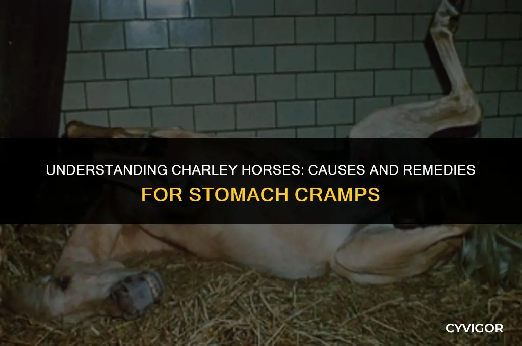 why do i get charley horses in my stomach