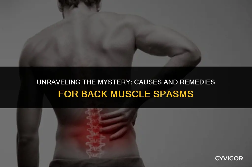 why do i get muscle spasms in my back