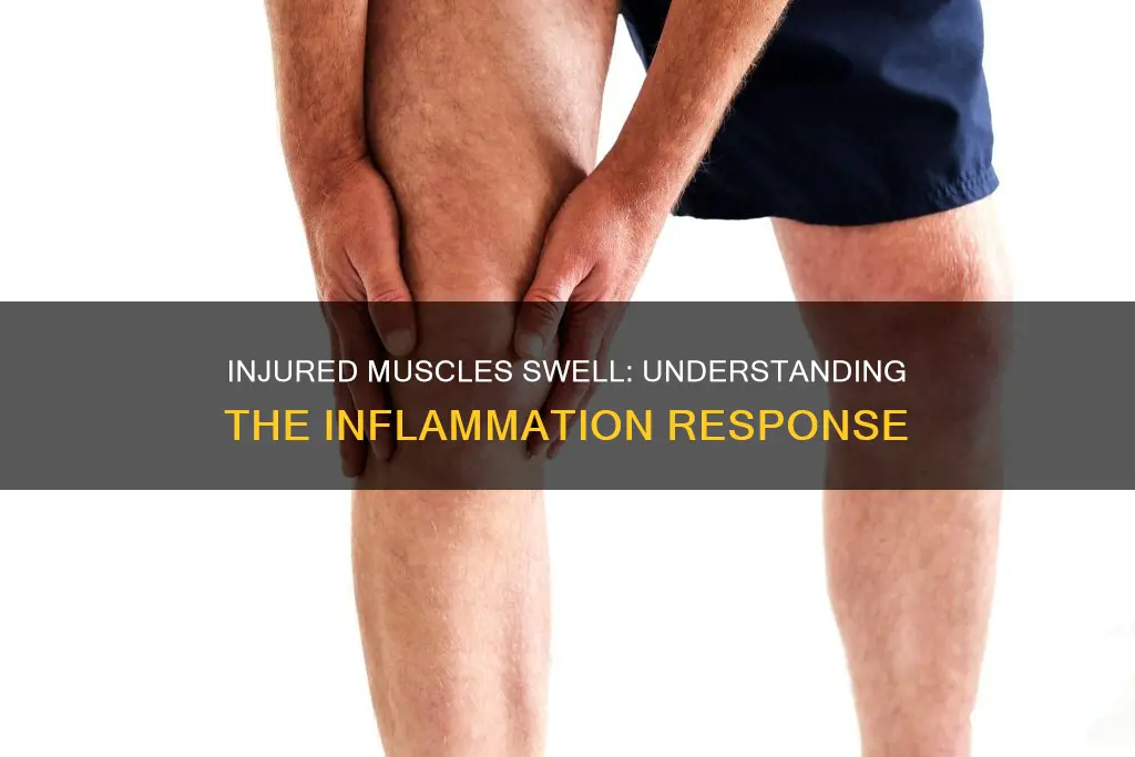 why do injured muscles swell