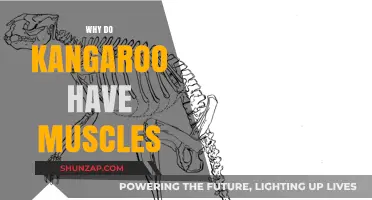 Kangaroo Muscles: Nature's Powerful Springs