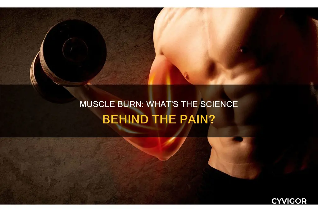 why do muscle burn