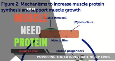 Building Muscles: The Role of Protein