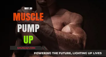 How Muscles Pump Up: Understanding the Science