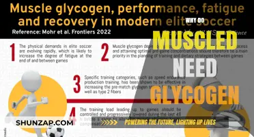 Muscle Power: Glycogen's Role in Performance