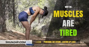 Muscle Fatigue: Understanding the Science Behind Tired Muscles