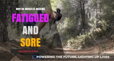 Understanding Muscle Fatigue and Soreness: Causes and Recovery Tips