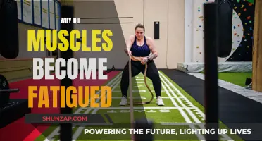 Understanding Muscle Fatigue: Causes and Mechanisms
