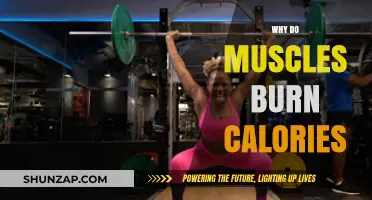 Muscle Tissue Burns Calories: The Secret to Weight Loss?
