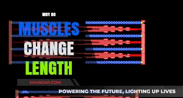 Muscle Length: The Dynamic Nature of Muscles
