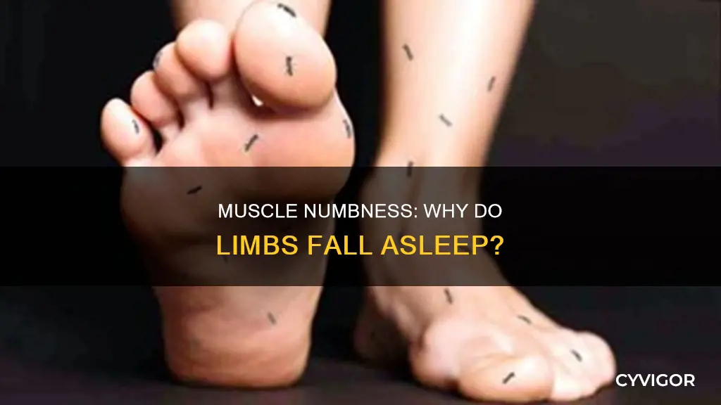 why do muscles fall asleep