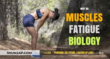 Understanding Muscle Fatigue: The Biology Behind It