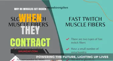 Understanding Muscle Growth: The Science Behind Contractions
