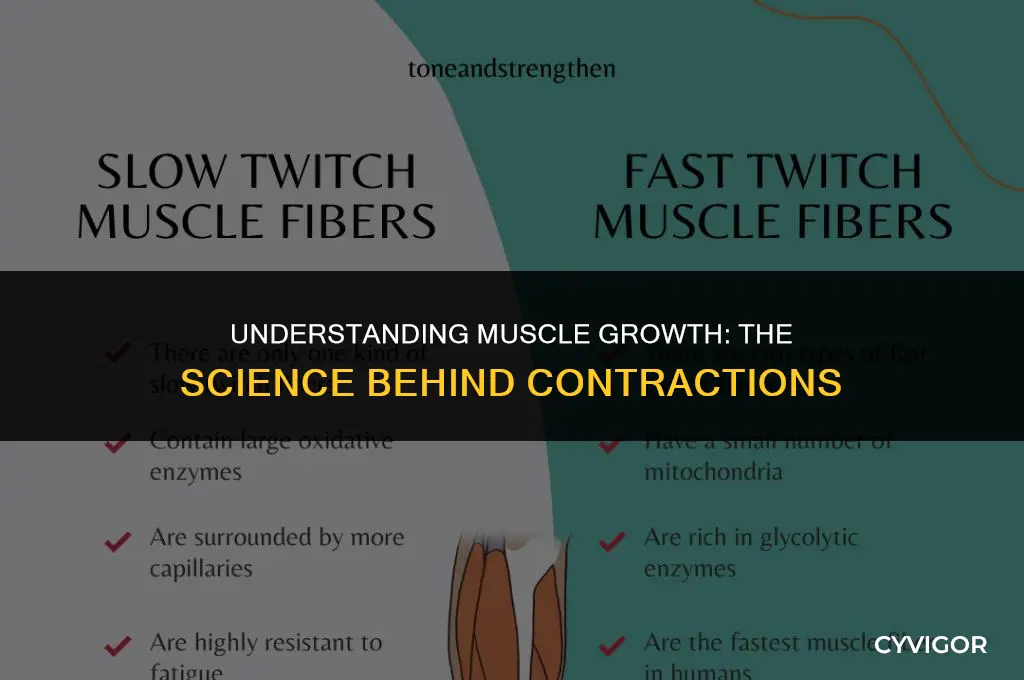 why do muscles get bigger when they contract