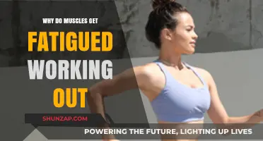 Understanding Muscle Fatigue: Causes and Recovery During Workouts