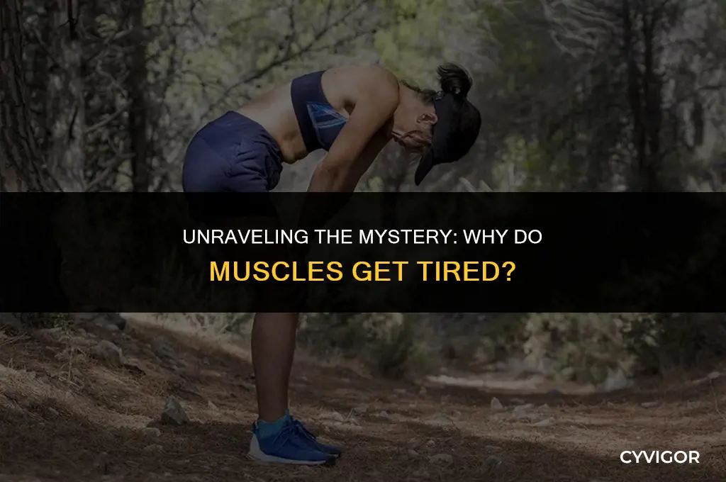 why do muscles get tired