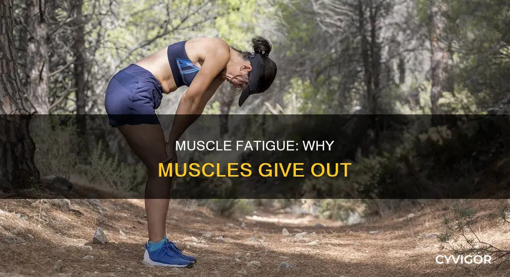why do muscles give out