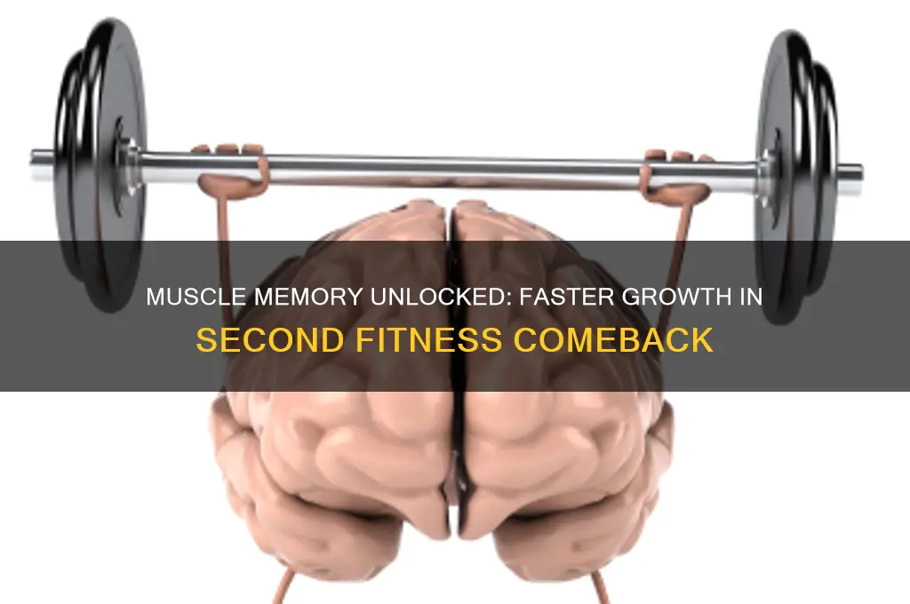 why do muscles grow faster the second time