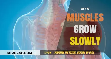 Understanding the Slow Growth of Muscles: Science Behind Strength Training