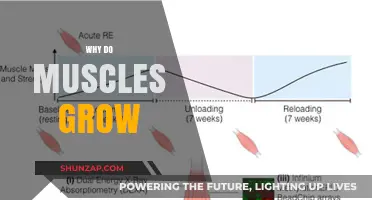 Unveiling Muscle Growth: Mechanisms, Factors, and Effective Training Strategies