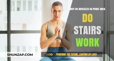 Why Pubic Muscles Engage During Stair Climbing: Unveiling the Connection