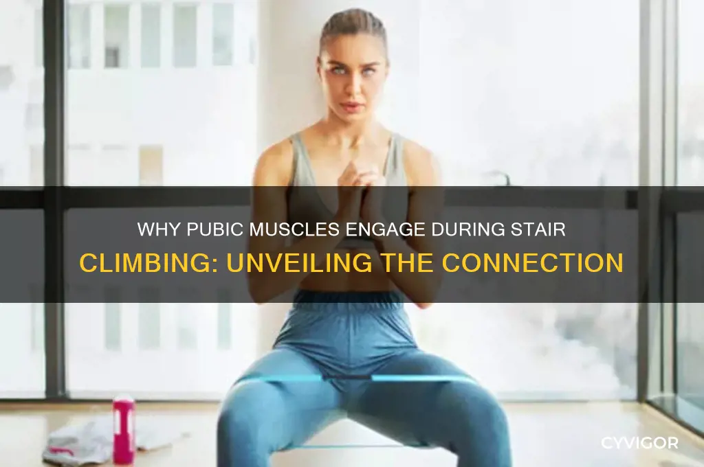why do muscles in pubic area do stairs work