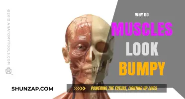 How Muscles Get Their Bumpy Appearance