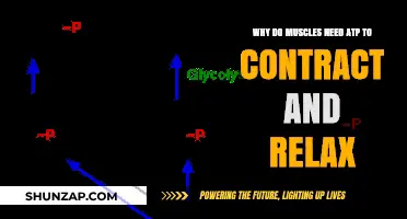 ATP's Role in Muscle Contraction and Relaxation: A Comprehensive Guide