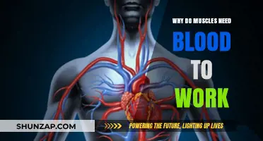 Muscle Fuel: Understanding Blood's Vital Role in Strength and Function
