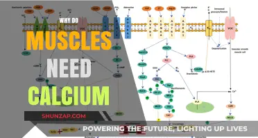 Calcium's Role in Muscle Function and Performance