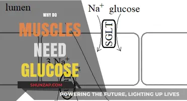 Muscle Function: Glucose as Fuel
