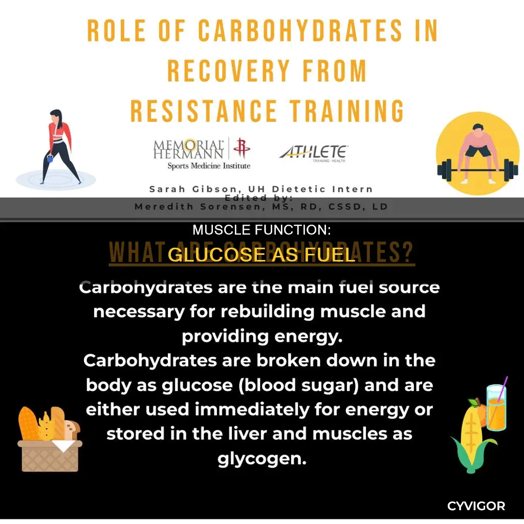 why do muscles need glucose