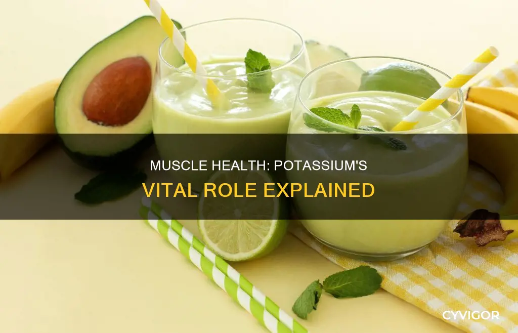 why do muscles need potassium