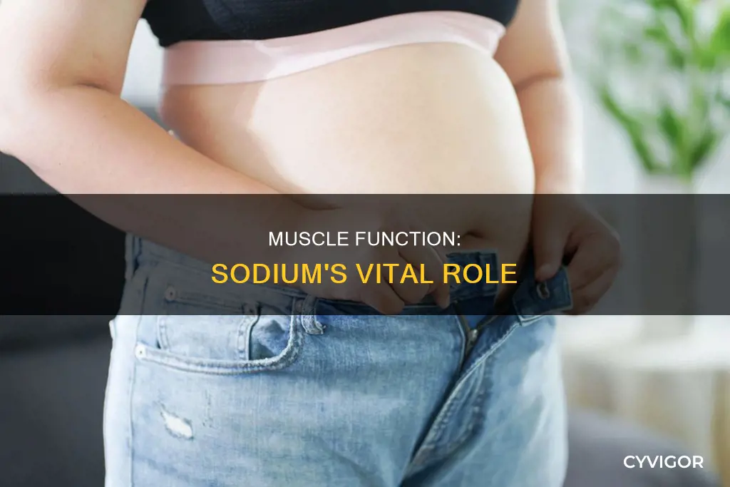 why do muscles need sodium