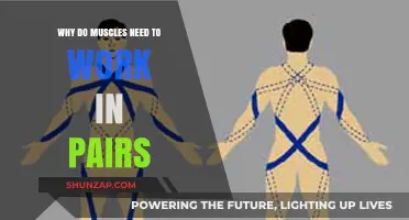 Muscle Partnerships: Understanding How Muscles Work in Pairs for Movement