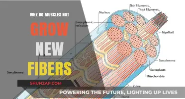 Why Muscles Don't Generate New Fibers: Unraveling the Growth Mystery