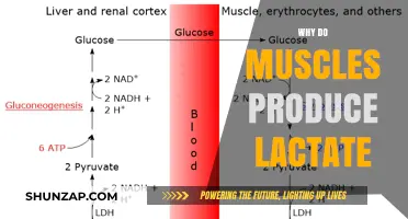 Muscle Lactate: What, Why, and How?