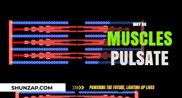 Understanding Muscle Pulsation: What's Behind the Rhythm?