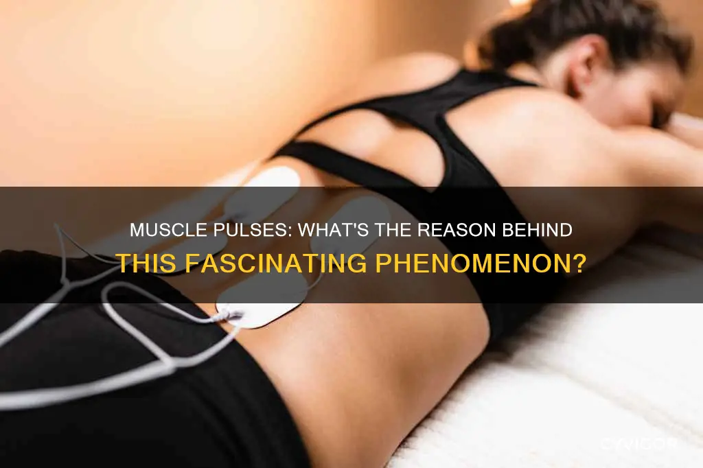 why do muscles pulse