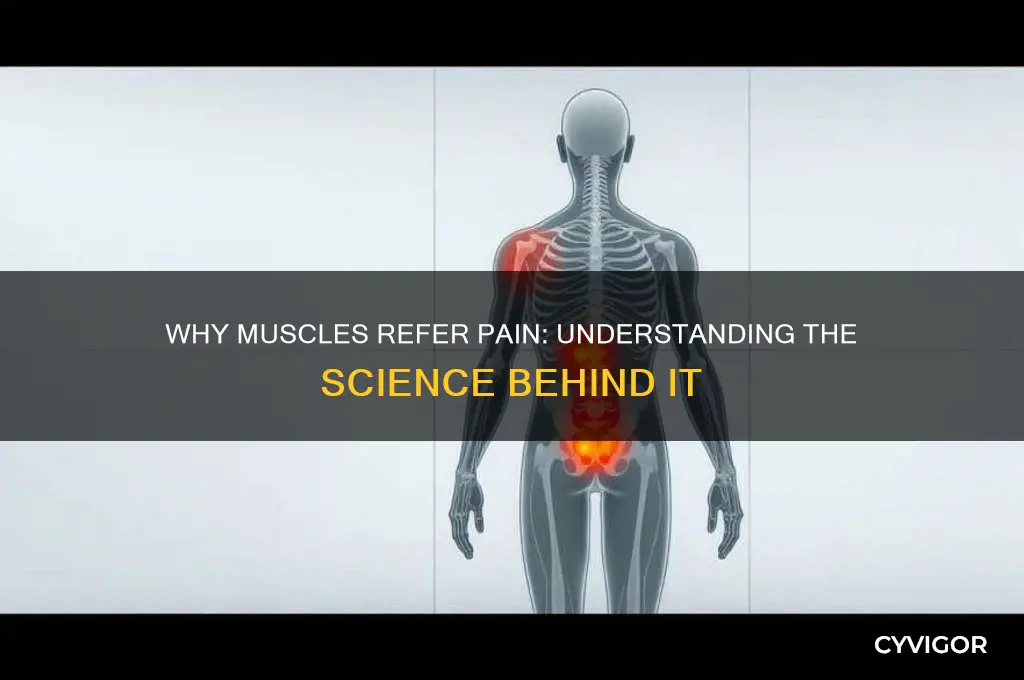 why do muscles refer pain