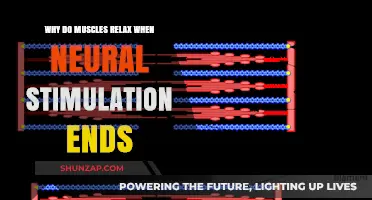 Understanding Muscle Relaxation Post-Neural Stimulation: The Science Explained