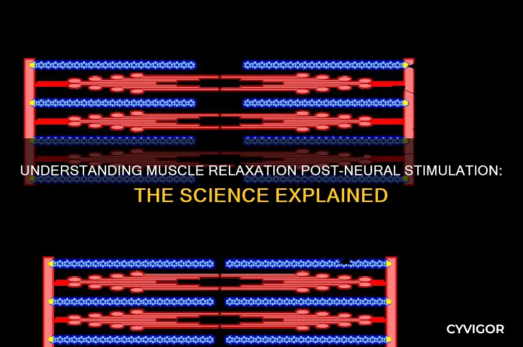 why do muscles relax when neural stimulation ends