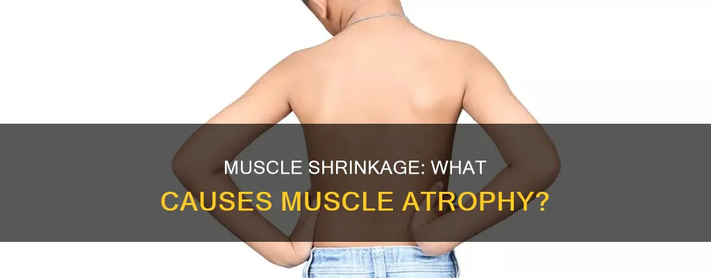 why do muscles shrink