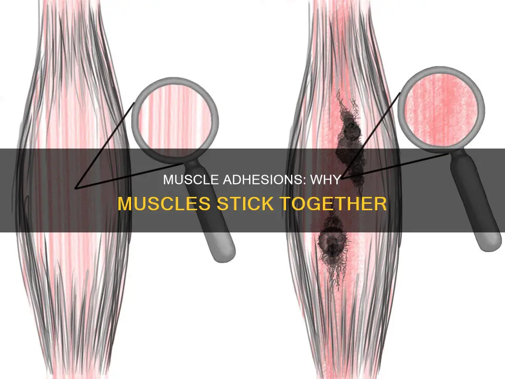 why do muscles stick together