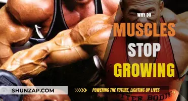 Why Muscles Stop Growing: Unlocking the Plateau Puzzle