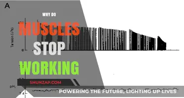 Why Muscles Fail: Understanding Fatigue and Recovery Mechanisms