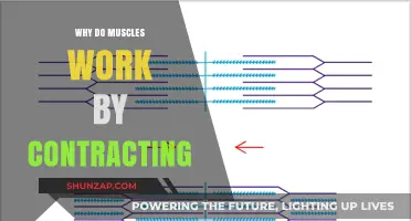 How Muscles Contract to Power Movement and Strength