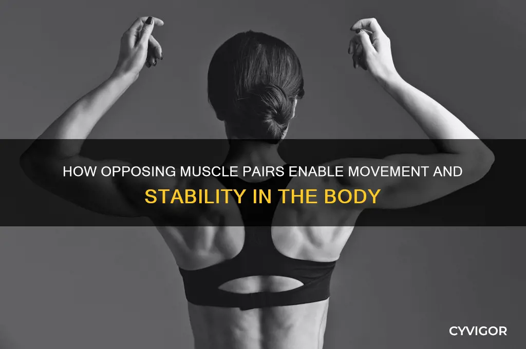 why do muscles work in opposing pairs
