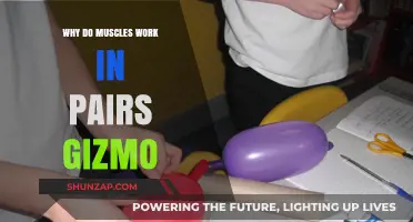 How Muscles Work in Pairs: Understanding Gizmo's Fascinating Mechanism
