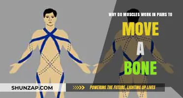 Muscle Pairs: How They Collaborate to Move Bones Efficiently