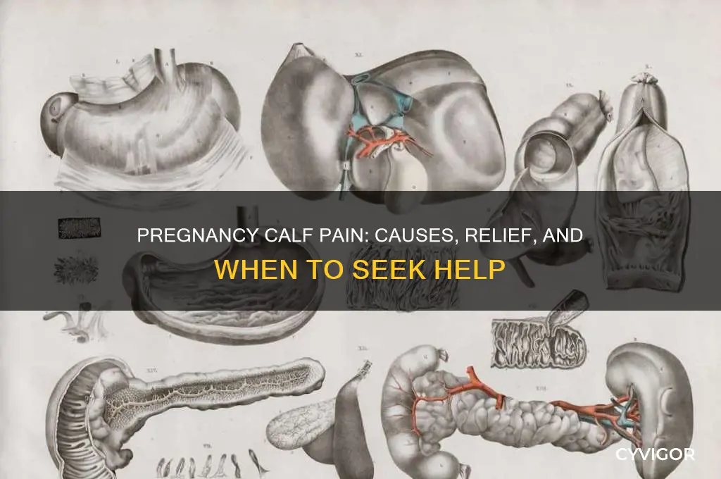 why do my calves muscle pain during pregnancy